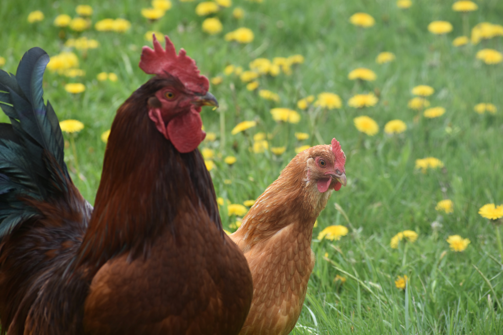 A rooster and hen foraging in a dandelion-filled pasture