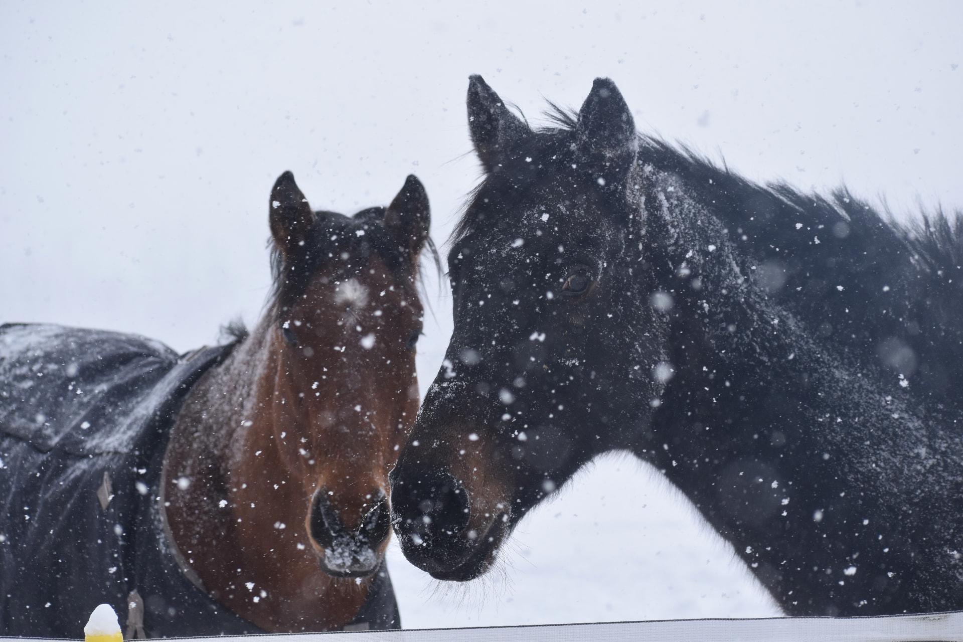 Two horses stand close together in a snowy paddock, snowflakes dusting their coats at Leocor Farms