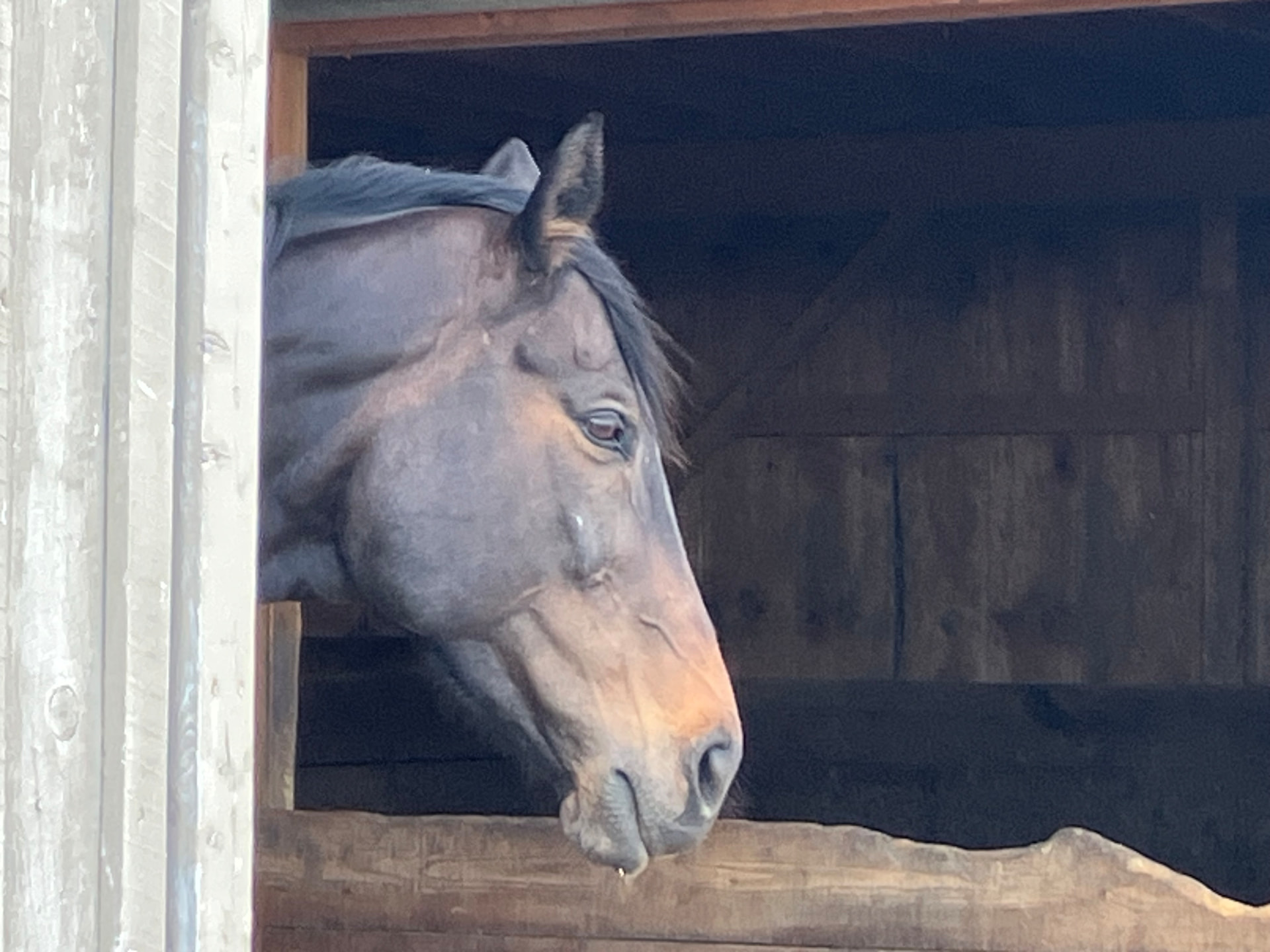 Monty, a gentle bay Thoroughbred, looking out from a stall doorway with soft light on his face