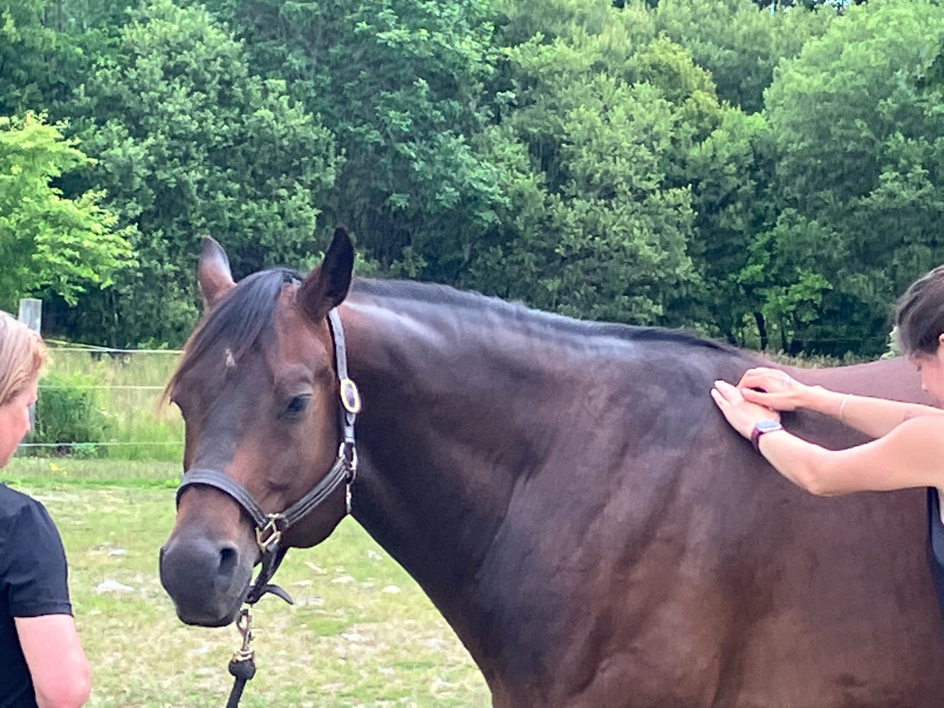 Volunteers place their hands on a bay horse in a green pasture, offering calm, hands-on care