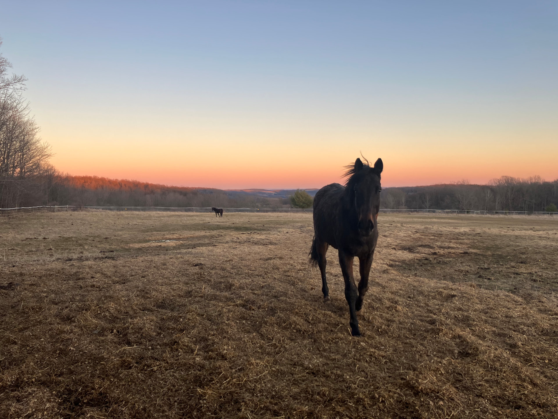 Monty, a dark bay horse, walking toward the camera across an open pasture at sunset with rolling hills in the distance