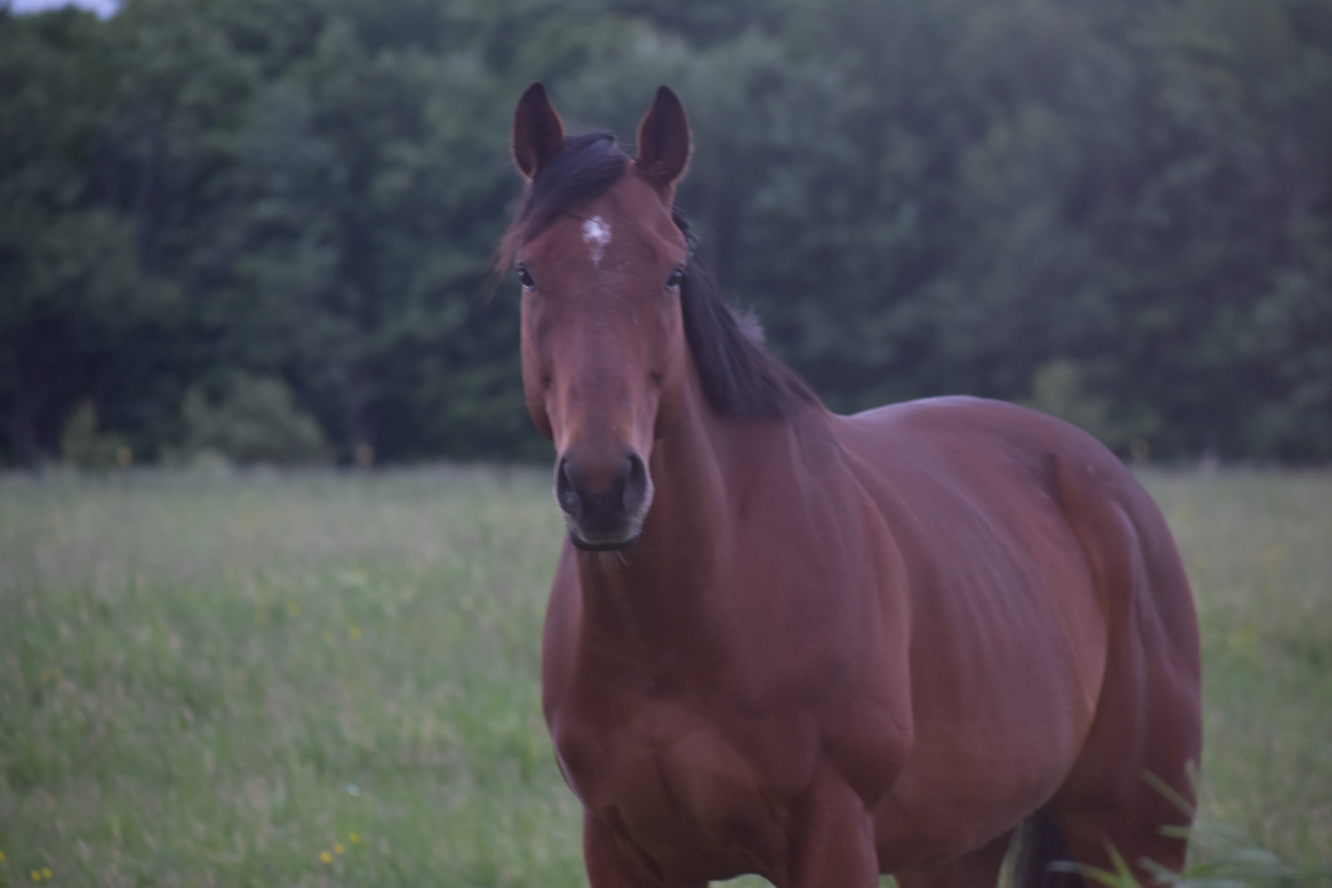 A glossy chestnut Thoroughbred standing in a green pasture