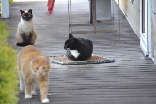 Three sanctuary cats resting on a farmhouse porch