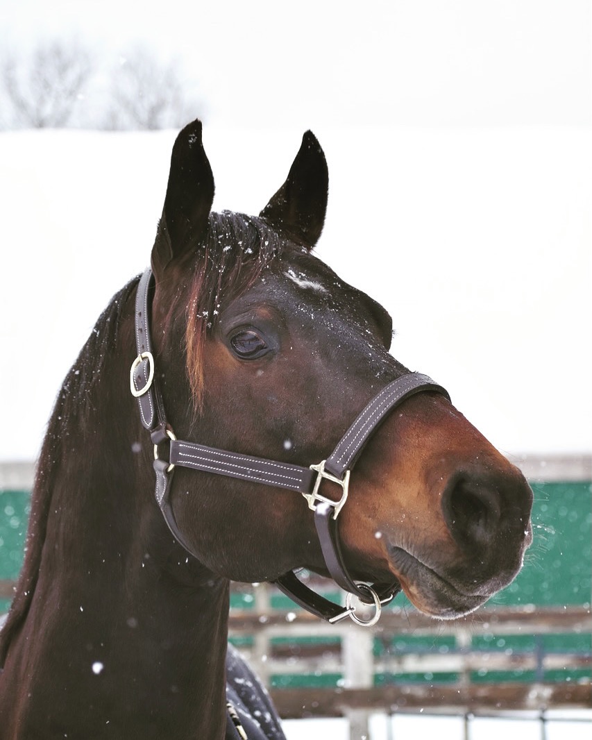 Close-up portrait of Max, a dark bay horse with a winter halter, light snow falling around him