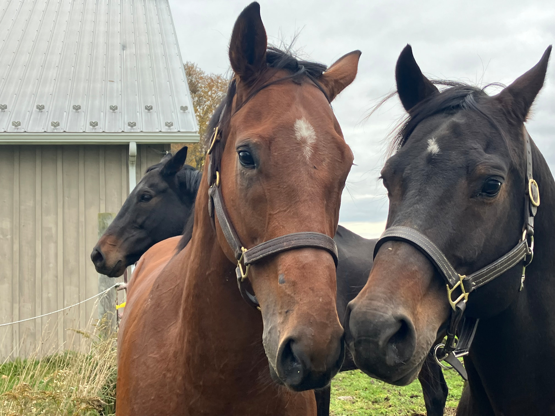 Three sanctuary horses standing together beside the barn