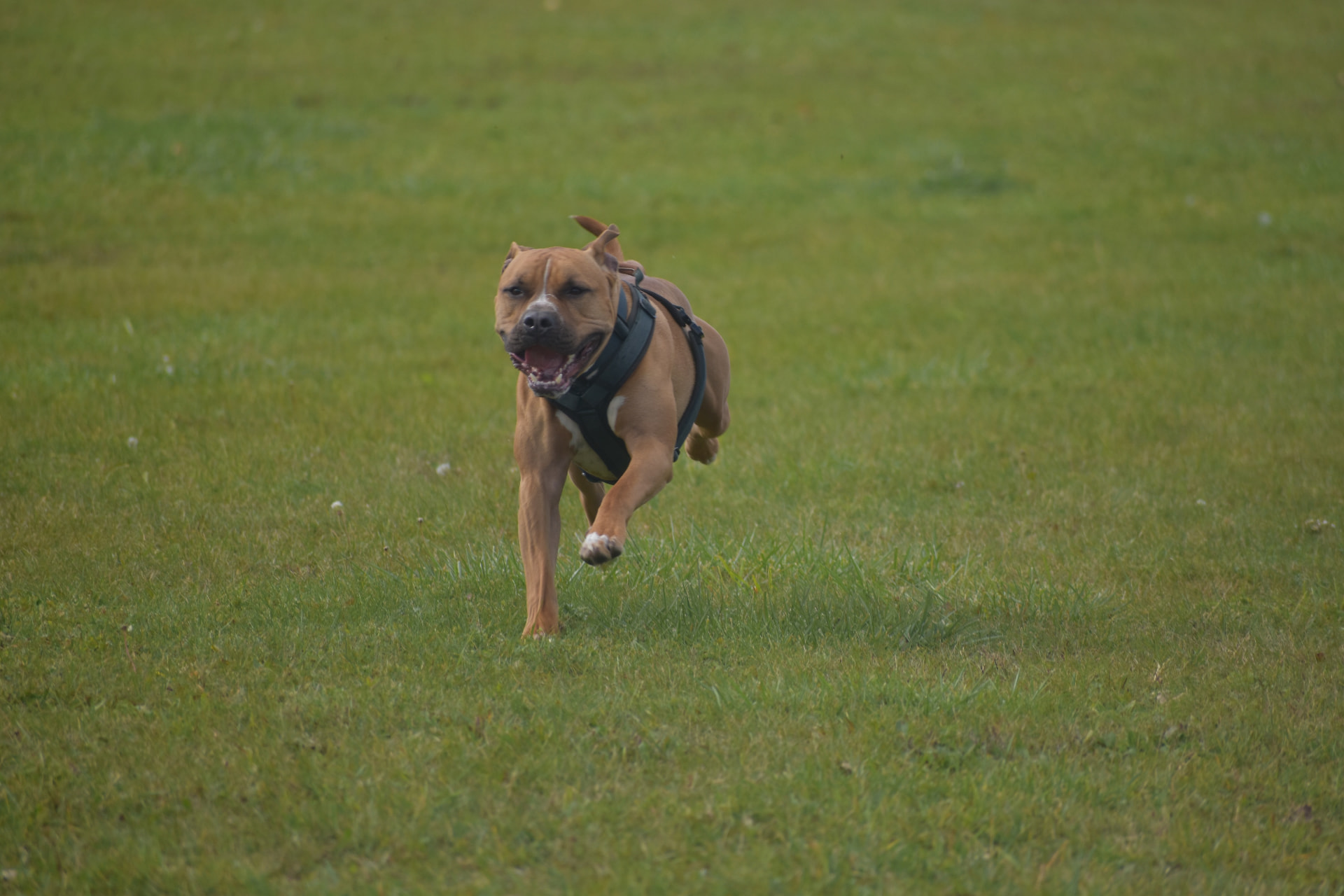 Lincoln, the sanctuary's rescue dog, running across a green field